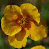 Helianthemum Ben Heckla - Abriachan Nurseries